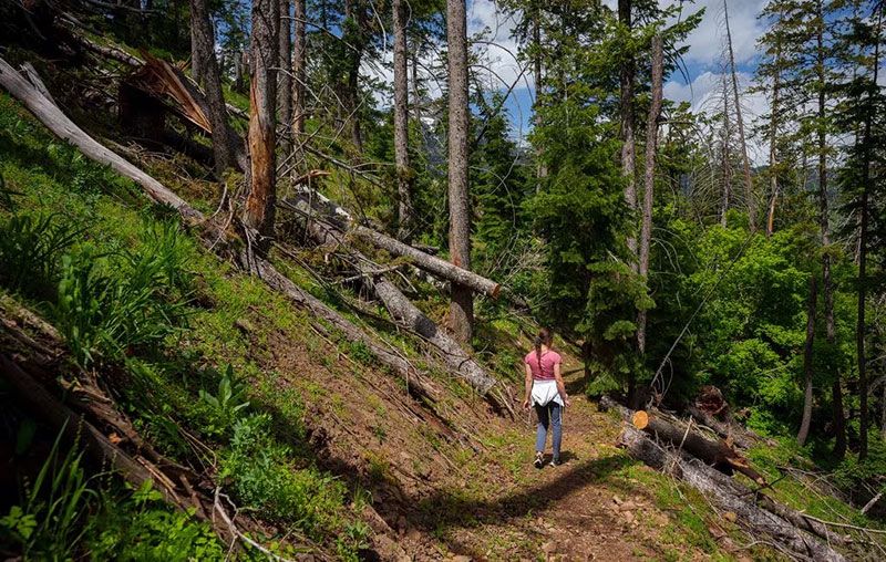 The Pahneekahvets Trail at the Sundance Ski Resort on Friday, June 9, 2023. Trent Nelson | The Salt Lake Tribune